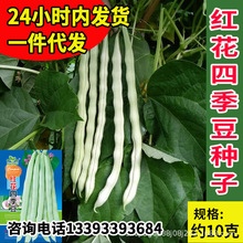 华煜红花四季豆架豆种子厂家批发无丝豆无筋绿豆角种籽菜园蔬菜孑