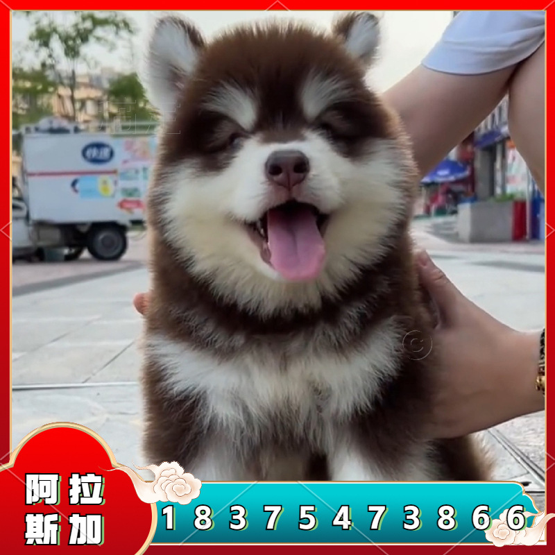出售纯种阿拉斯加活体狗幼犬红棕色阿拉斯加家养宠物犬三个月疫苗