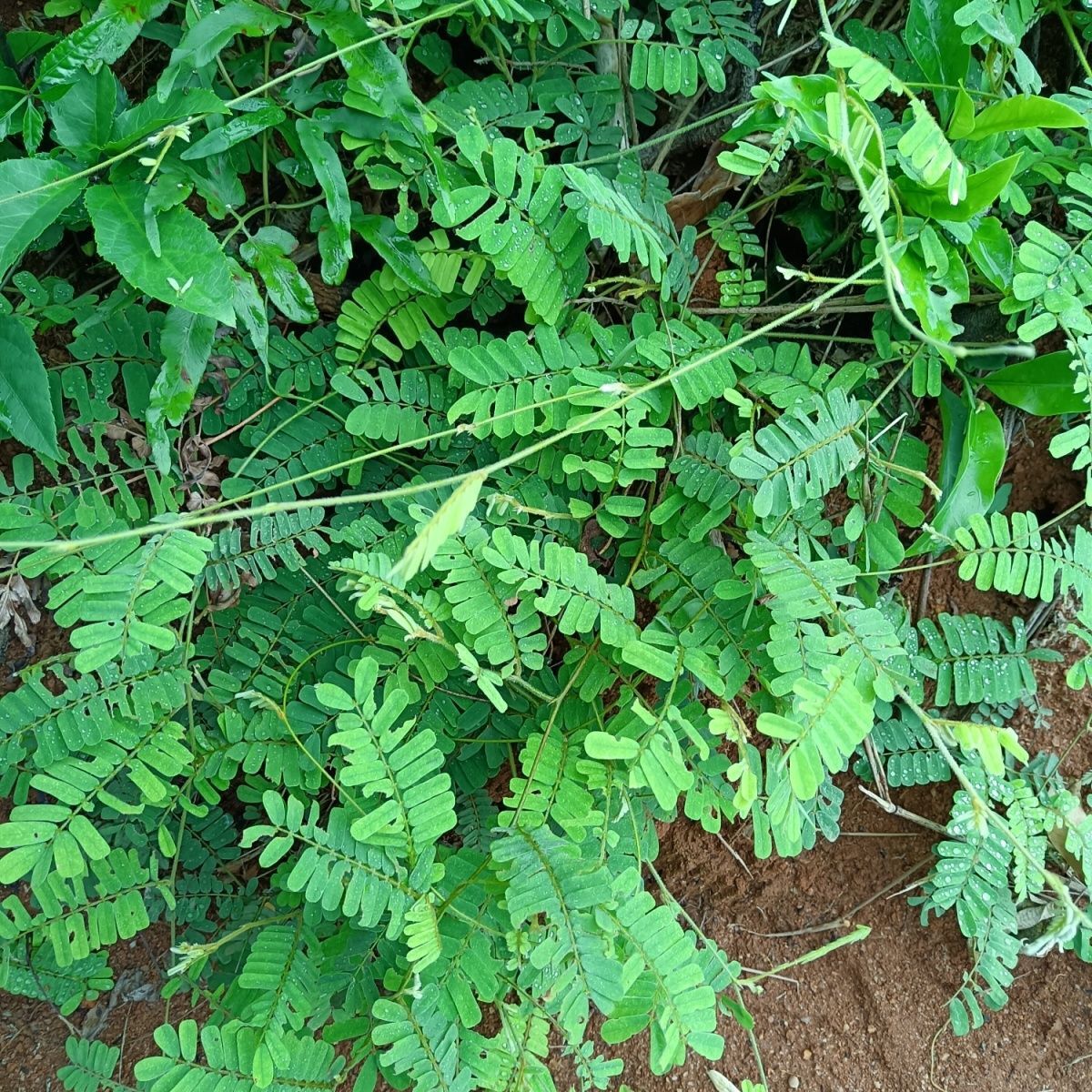 野生鸡骨草种子草药甜细叶鸡骨草藤黄头草大黄草根甘香藤植物种籽