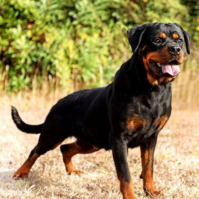 0成交0条罗威纳活体幼犬出售纯种罗威纳狗狗军犬警犬三个月罗维