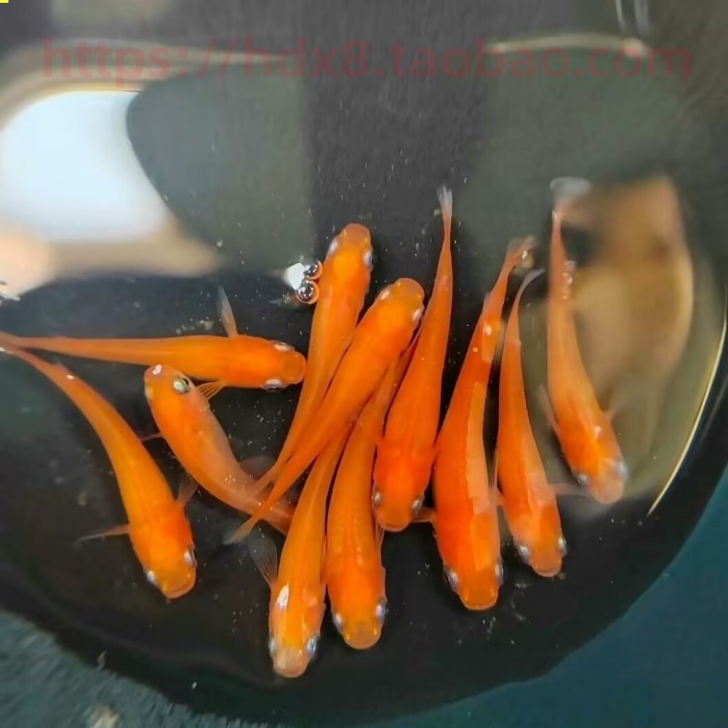 8元送浮萍 小型鱼冷水观赏鱼 原生鱼锦鱂鱼卵-阿里巴巴