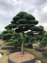 造型五针松庭院别墅风景树广场公司门面树特选精品苗木基地