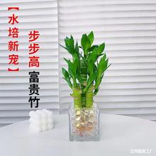 富贵竹水培植物水养文昌竹粗杆发财带根步步高升竹子花卉盆栽