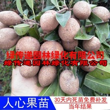 海南人心果树苗扦插苗当年结果常绿树苗越南大果南北方种植四季结