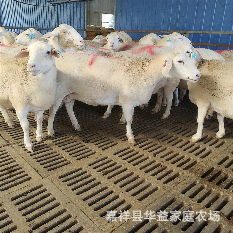 一只杜泊绵羊种公羊多少钱澳洲白小羊羔活羊萨福克