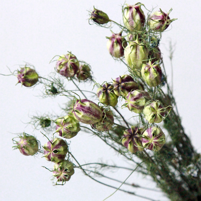 狂想者黑种草黑种草自然干花永生花束家居装饰品插花束