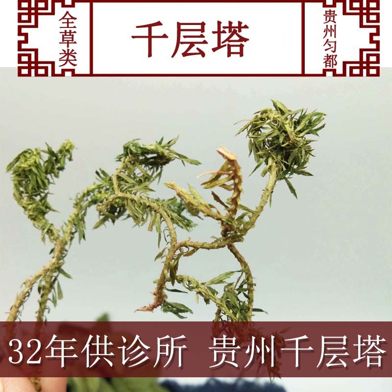千层塔 产地贵州千层塔 蛇交子 毛青杠 虱子草 生扯拢 一件包邮