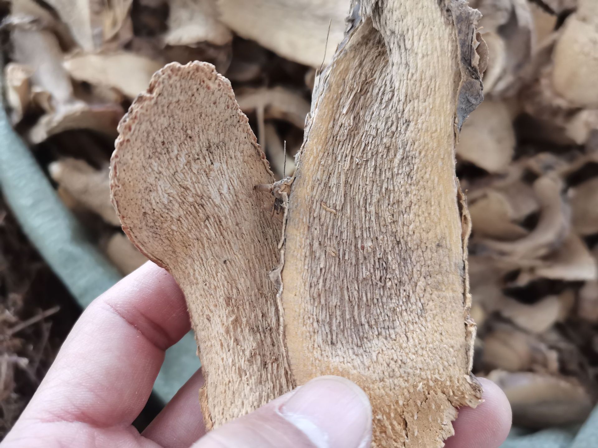 露刀根路刀根路刁根露兜根卢刀根 野菠萝根帕梯根山菠萝根中药材