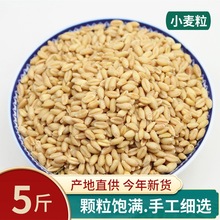 小麦粒新货5斤3斤2斤1斤农家磨面做麦酱麦芽糖小麦草种子带皮麦子