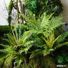 仿真蕨草盆栽小型假厥叶造景绿植盆景热带雨林场景植物角搭配装饰