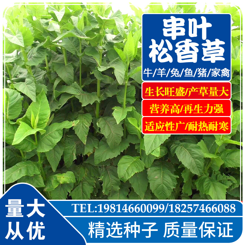 串叶松香草多年生种子 猪牛羊鹅畜禽牧草籽 香槟菊花草 草籽种子