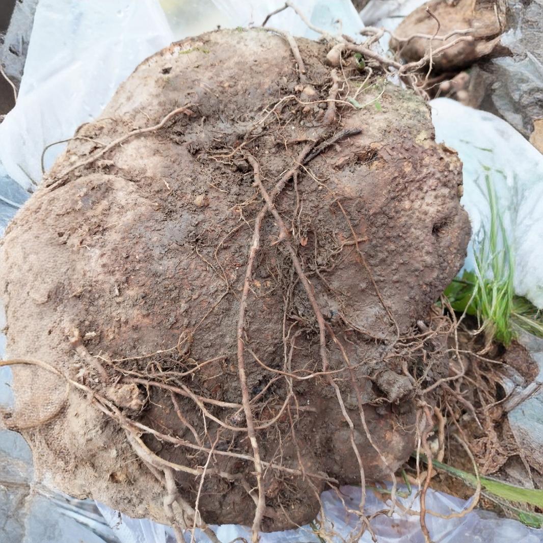 贵州野生中草药蛇莲-阿里巴巴