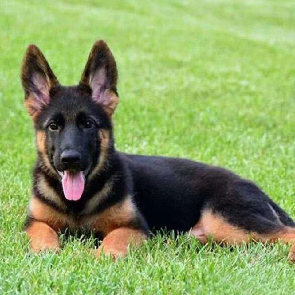双血统纯种德牧幼犬活体德国牧羊犬赛级活泼聪明平背德牧看家护院