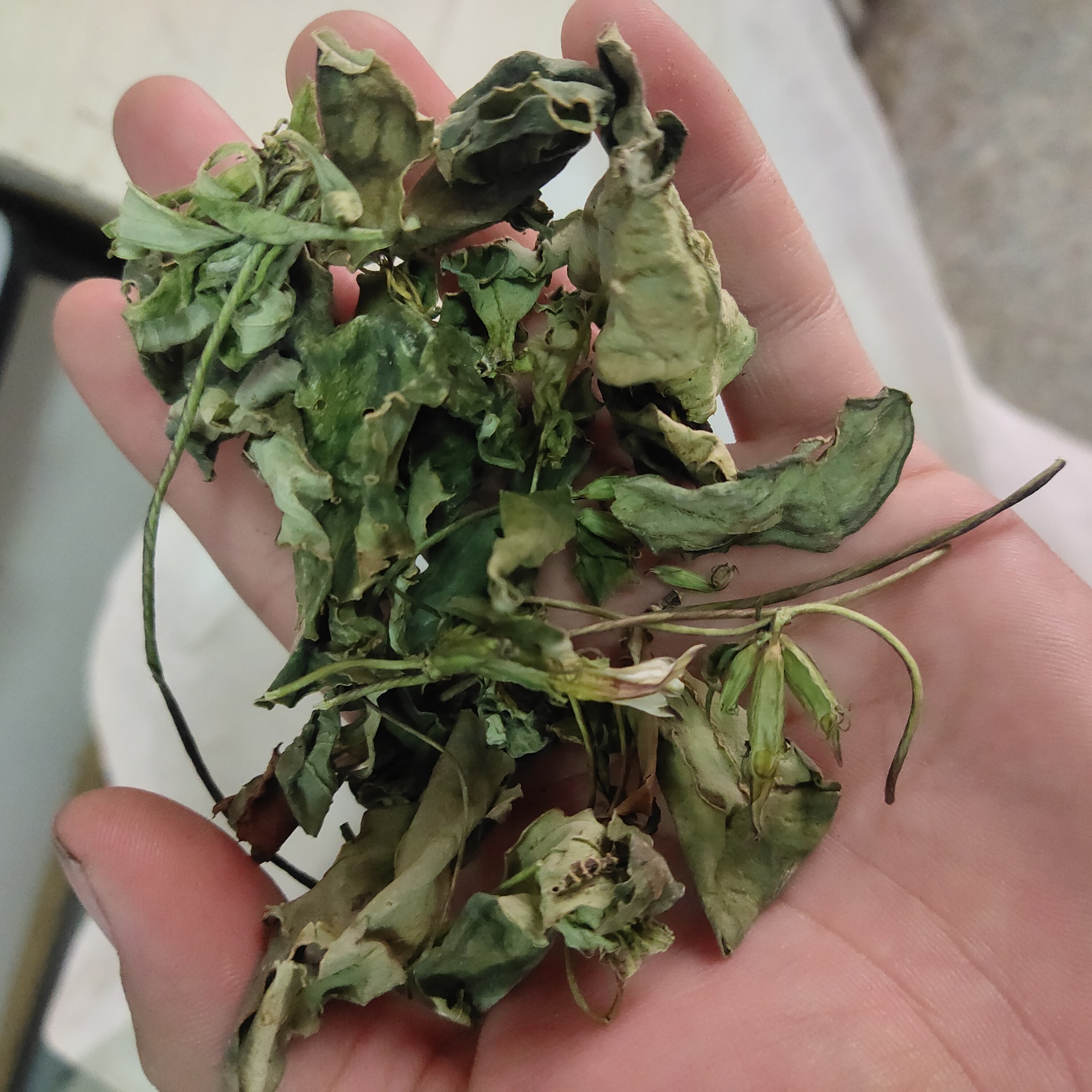 肺心草肺形草中药银线莲500克 非鱼腥草云南丽江7月产