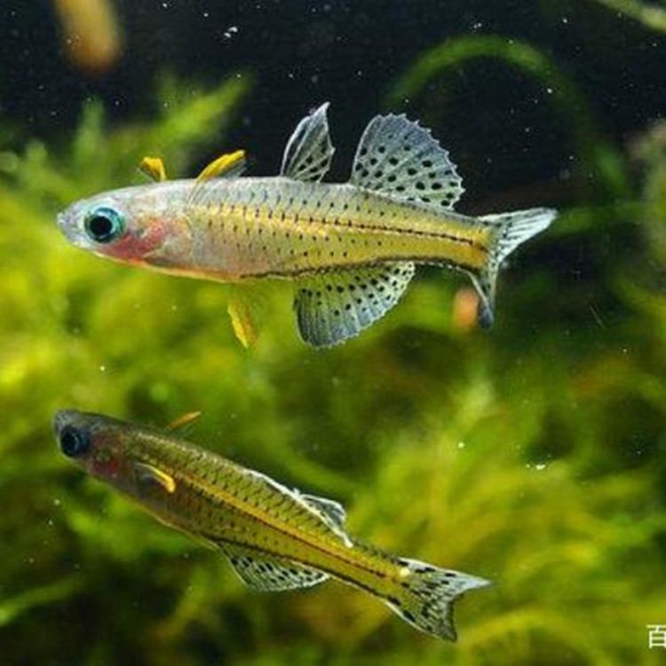 珍珠燕子鱼活体 阿鲁燕子鱼草缸热带鱼淡水群游鱼观赏鱼渔场批发