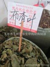 中药材 布渣叶 破布叶 烂布叶 薢宝叶 布楂叶 散装500克