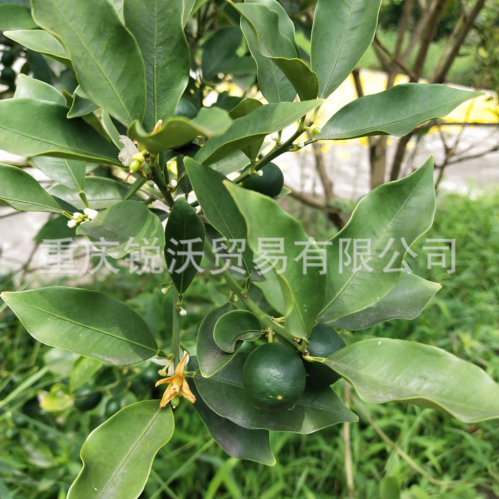 1公斤散装批发干品金桔叶 金橘叶 柑橘叶-阿里巴巴