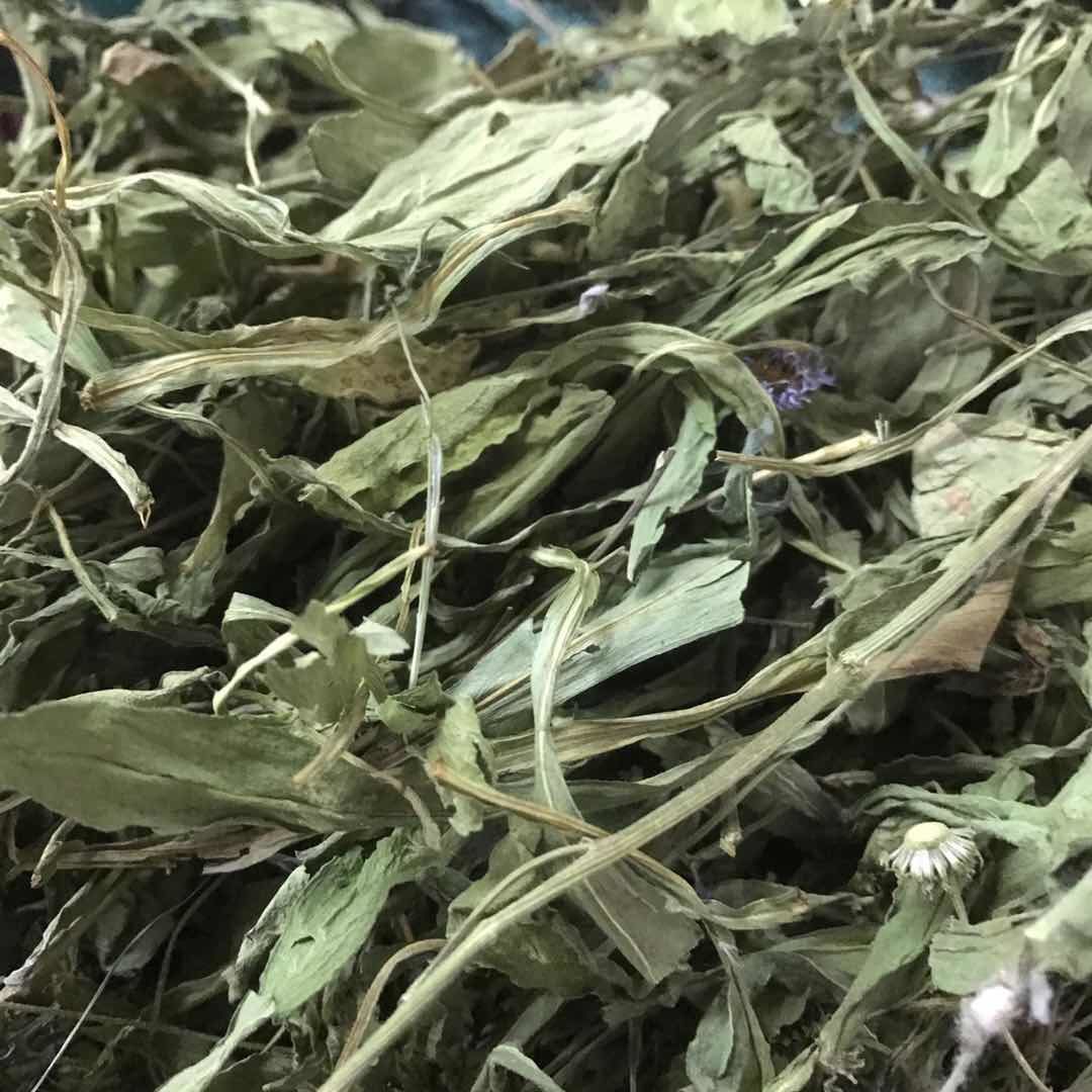 亳州灯盏花