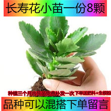 长寿花花小苗重瓣金大花带花苞花苗四季室内开花好养的花卉植物