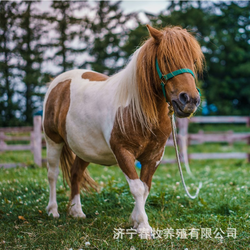 儿童骑乘矮脚马活体 迷你马袖珍马 景区租赁可接客骑乘矮马多少钱