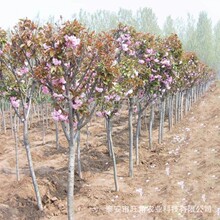 日本樱花树苗 庭院绿化风景树3-15公分园林优惠早樱晚樱花树苗