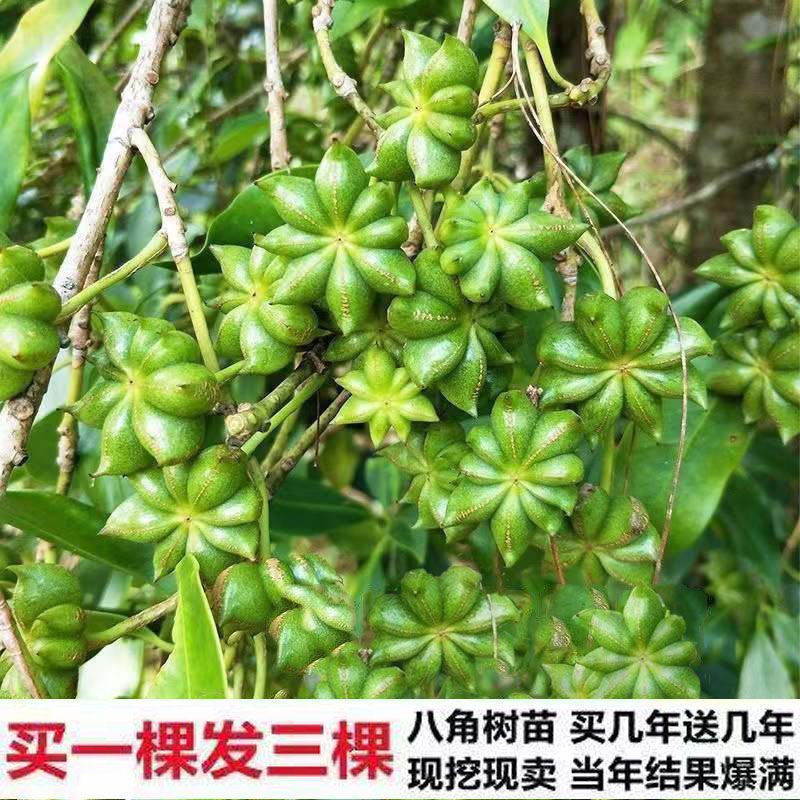 八角树树苗南北方庭院四季高产地栽种植食用大红茴香嫁接苗八角苗