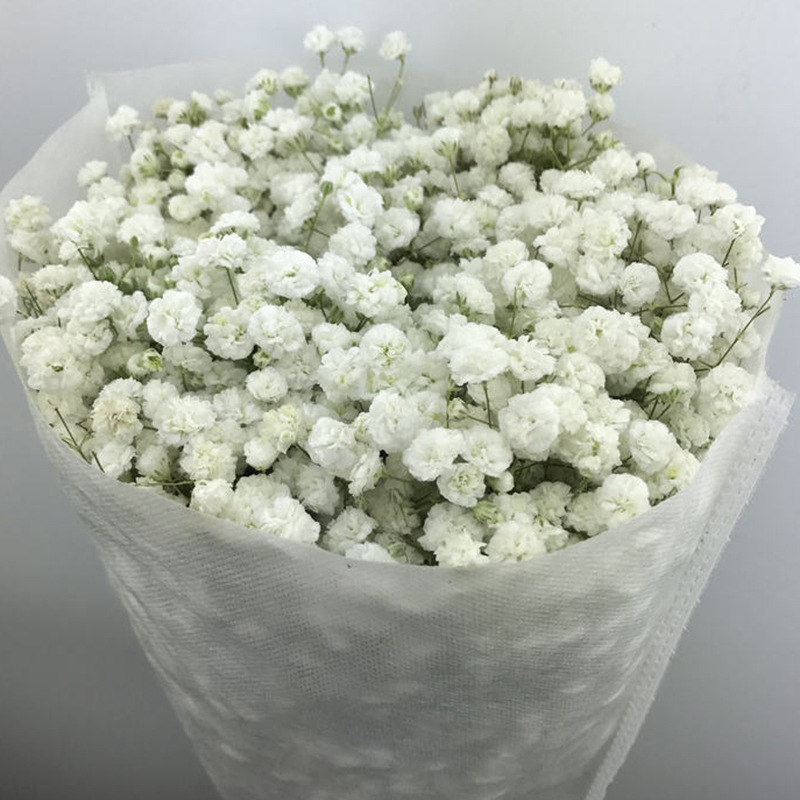 云南鲜花基地直发满天星新鲜真花花束直批超大巨型昆明花卉伊洛斯