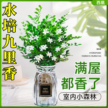 水培九里香花卉盆栽绿植浓香四季开花植物室内办公桌阳台净化空气