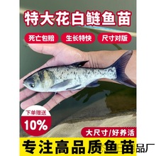 花白鲢鱼苗淡水好养殖食用鲢鳙鱼苗胖头鱼鳊鱼四大家鱼雄鱼大头鱼