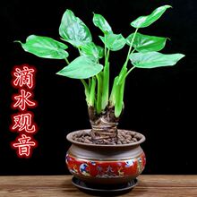 滴水观音绿植龟背芋小叶植物水土培观叶四季常青客厅盆景好养办公