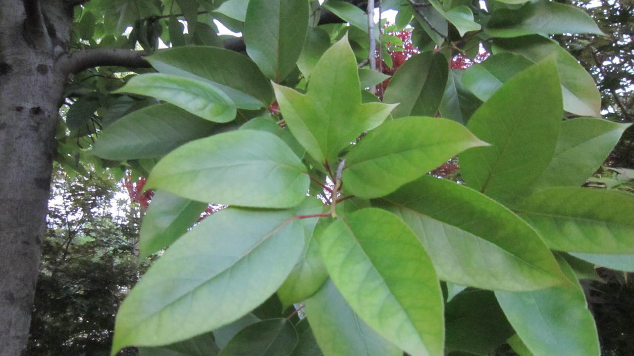 宇馨堂纯野生半枫荷枫荷桂半边枫荷阴阳叶翻白叶树红半枫荷中草药