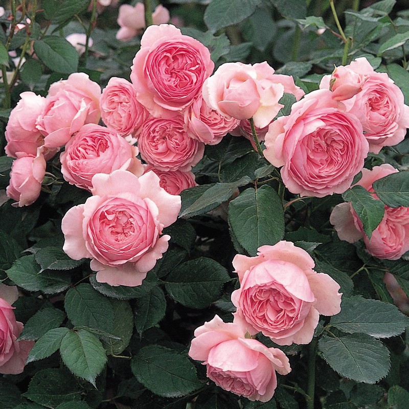 月季花大花浓香庭院杰夫汉密尔顿月季大花月季浓香型四季开花