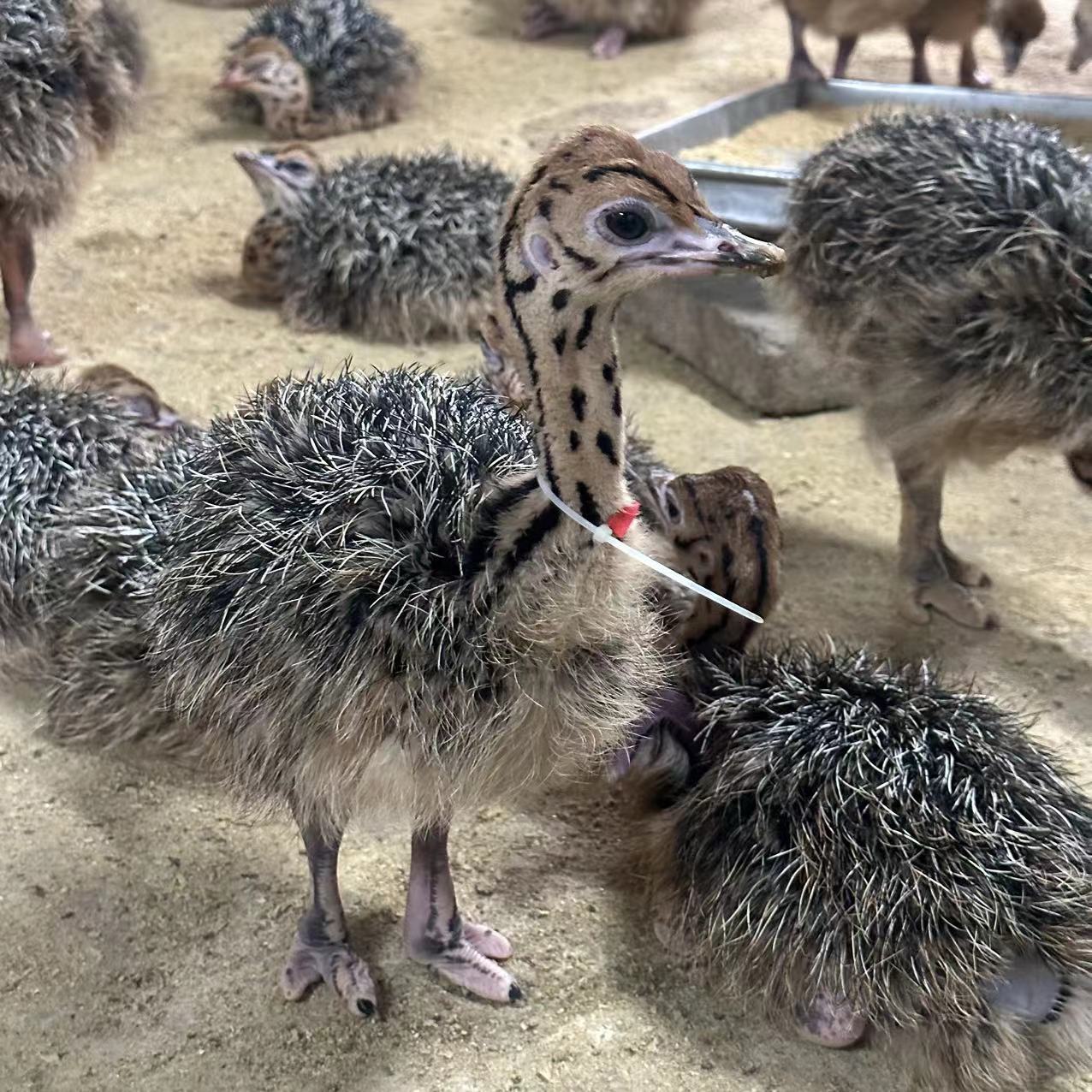 批发出售非洲鸵鸟活体幼苗鸵鸟幼鸟成年下蛋种鸵鸟小鸵鸟鸵鸟蛋
