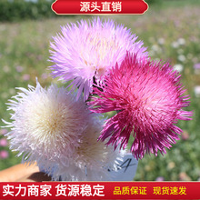 香矢车菊花种子春秋播园林景观绿化耐寒四季播易活盆栽花卉种子