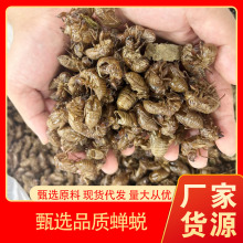 中药材批发不熏硫蝉蜕 水洗知了皮现货供应 无增重纯净货 品质