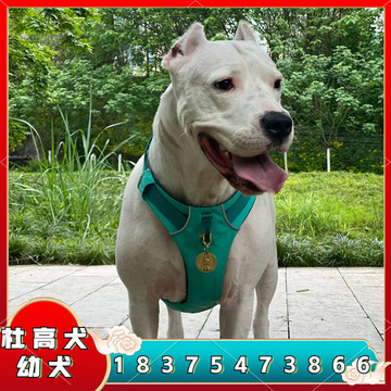 纯种杜高犬狗活体幼崽 阿根廷杜高犬大型狩猎区 杜高狗猎犬护卫犬