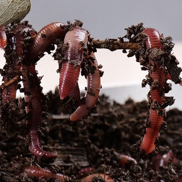 包邮散装红蚯蚓 1斤活体 饵料 鱼饵 钓鱼 蚯蚓 活饵 种苗王军蚯蚓