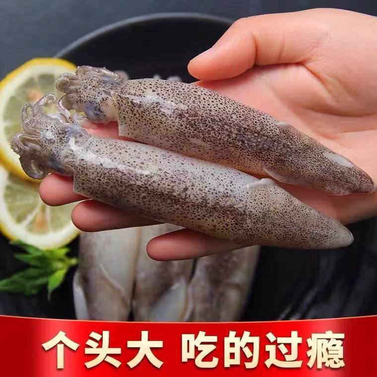 生冻大号笔管鱼纯母体/纯公体1-4斤带天然籽籽乌比管海兔子不泡药