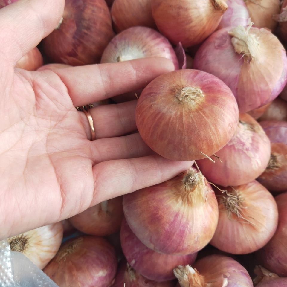 小洋葱新鲜农家鬼子小圆葱浓香红葱头珠葱笨毛葱头小洋葱餐饮