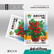 盆栽红珍珠番茄种子四季阳台花盆种植矮生小西红柿种籽春夏季菜籽