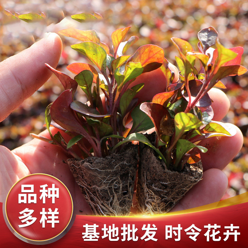 红景天基地批发三七景天地被五色草园林绿化用草景观工程用草