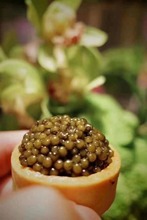 鲟鱼子酱即食caviar深海7年鲟鱼黑鱼籽酱罐头10g寿司大颗粒