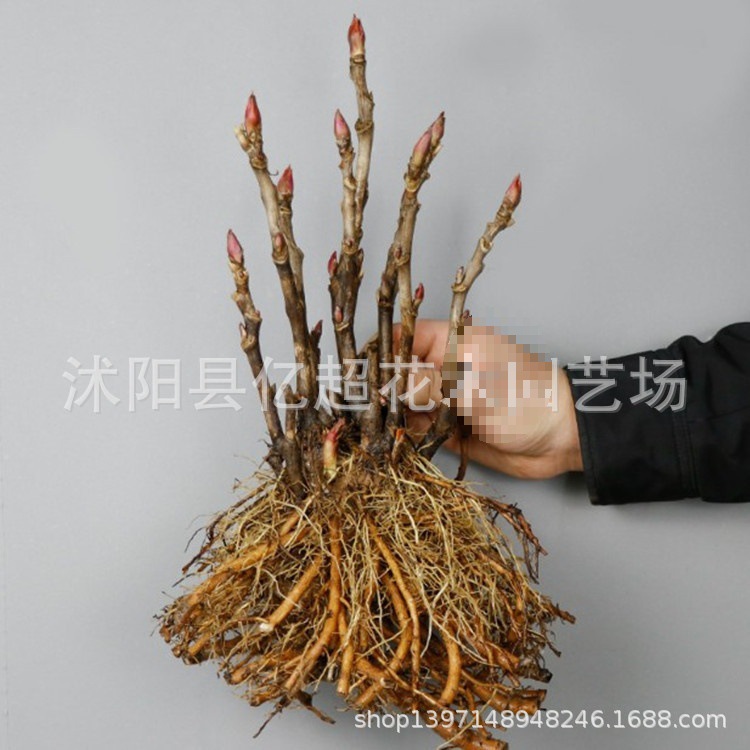 基地批发牡丹花苗洛阳观赏大花重瓣绿植物盆栽吊兰庭院栽盆栽其他