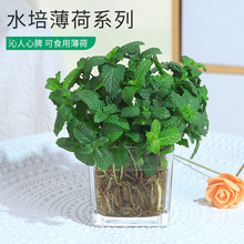 去蚊子植物驱蚊草室外桌面花卉绿植水培薄荷盆栽防蚊草室内桌面上