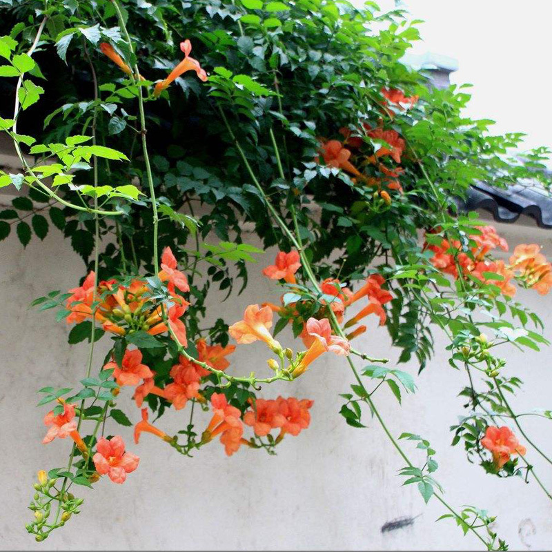 耐寒凌霄花苗爬藤植物四季开花卉好养绿植盆栽庭院阳台炮仗花大苗