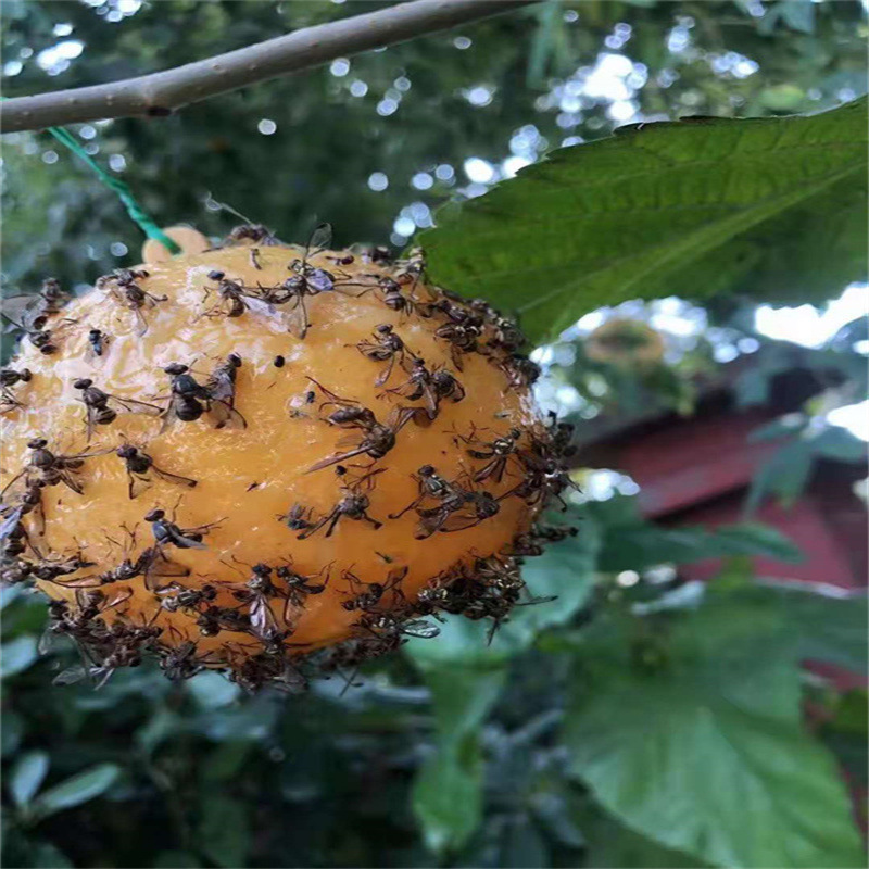 果实蝇针蜂诱虫球果园粘虫板球园林农田捕虫诱蝇球瓜果实蝇诱捕器
