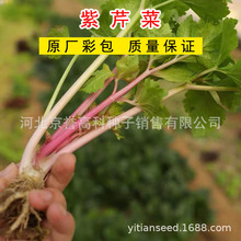 紫芹菜种子四季蔬菜种籽家庭园艺盆栽小院植物种孑好管理新品种