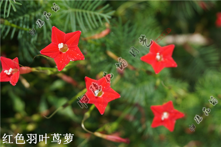 爬藤五角星花种子 鸟罗种子 羽叶茑萝 圆叶茑萝 鱼花茑萝爬藤植物