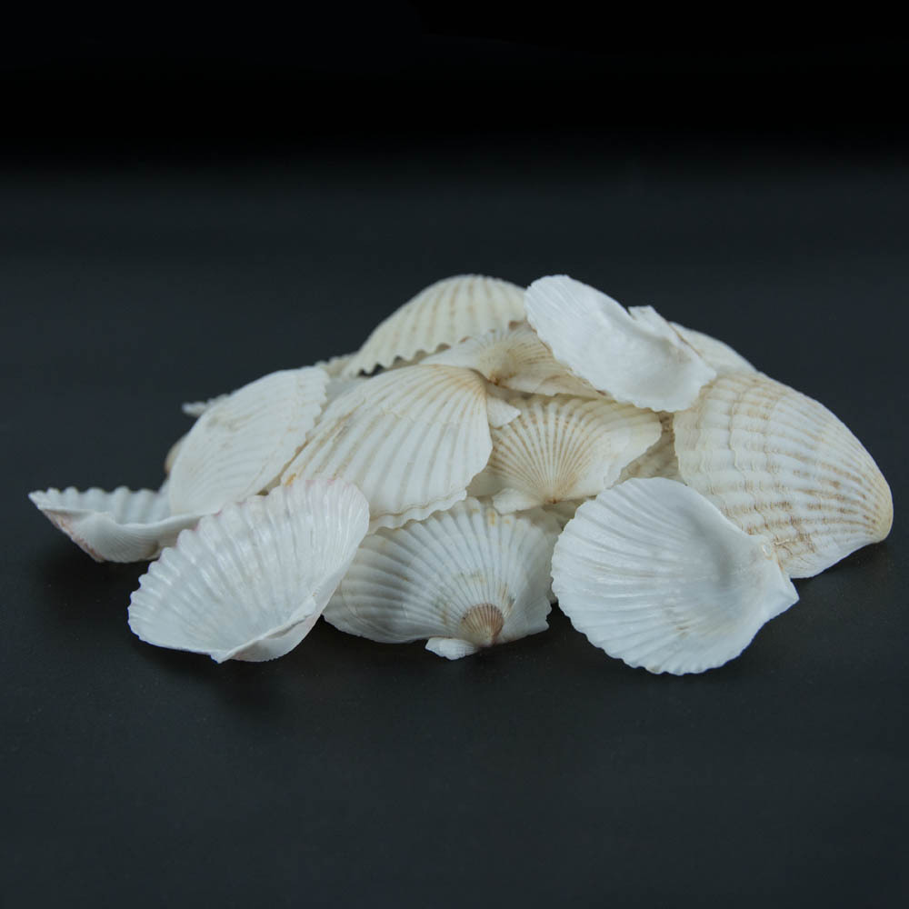 福海人家/夏夷贝薄白扇贝 海洋生物标本装饰工艺品贝壳扇贝