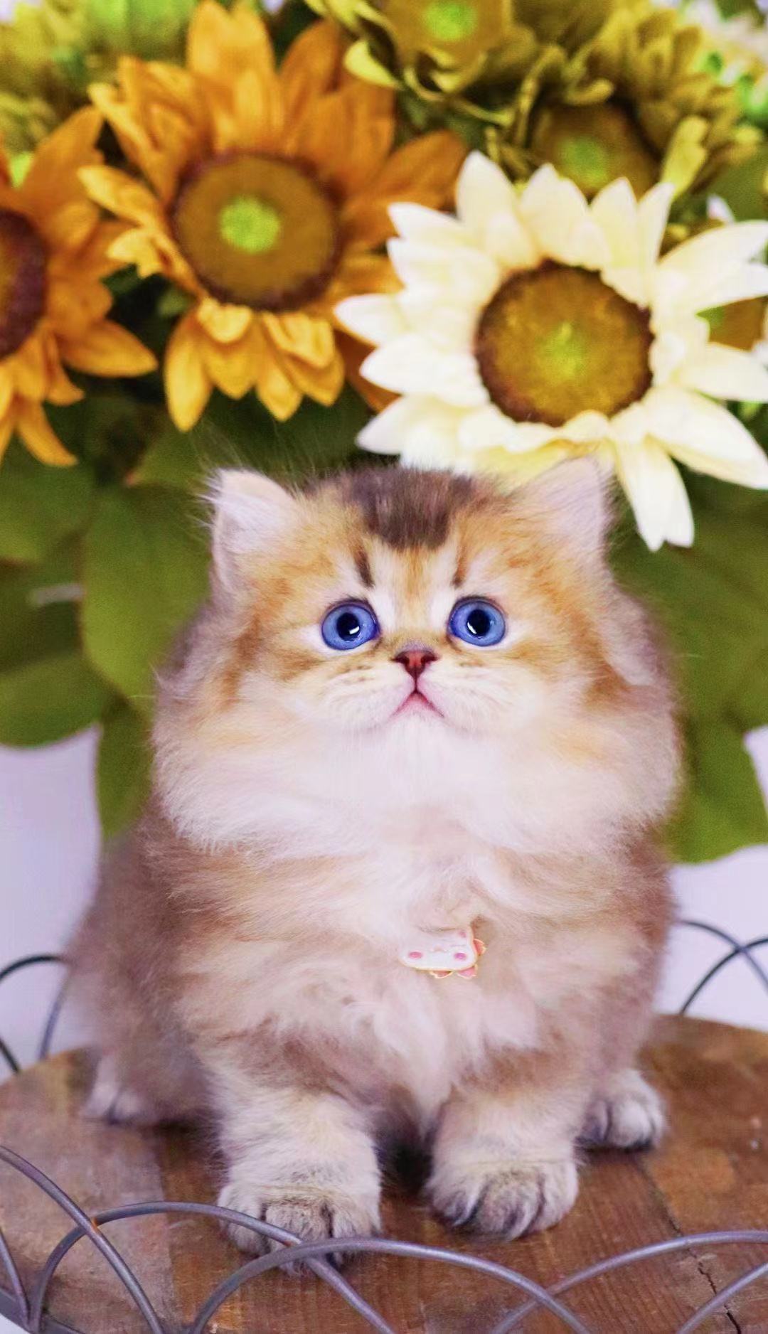 ny12色纯种英短金渐层11色绿眼睛金色小奶猫25色宠物猫小幼崽批发